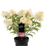 Hortenzia metlinatá (Hydrangea paniculata) ‘LIVING RASPBERRY PINK’® by LIVING CREATIONS® - výška 20-30 cm, kont. C1,5L